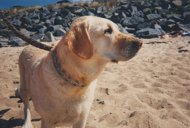Female_labrador_retriever_on_beach.jpg