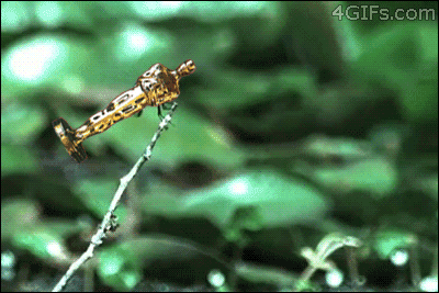 mt9ouI1.gif