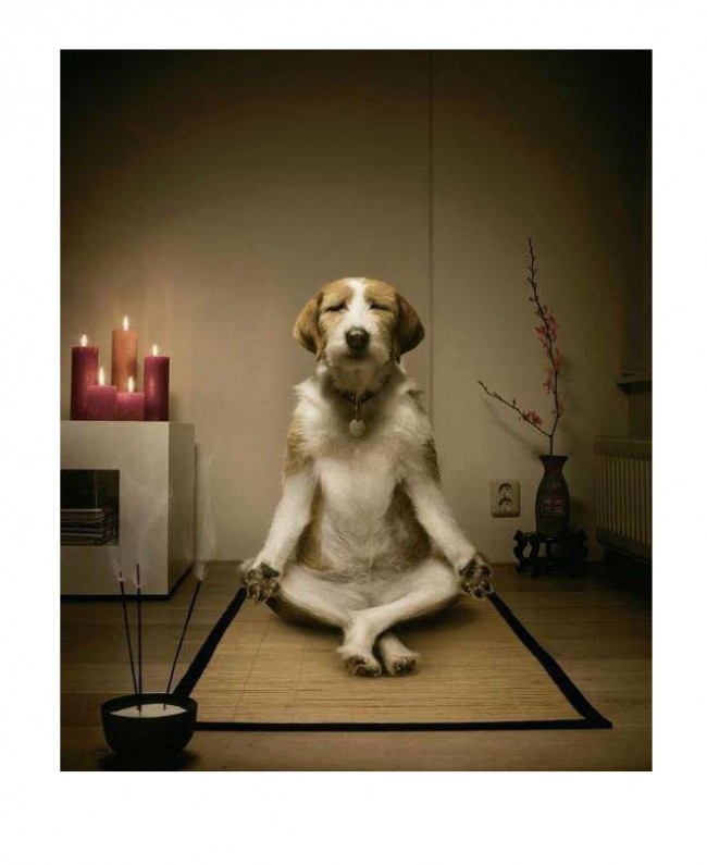 meditating-dog-650x795.jpg