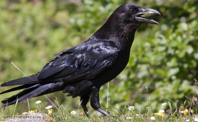 common_raven_1.jpg