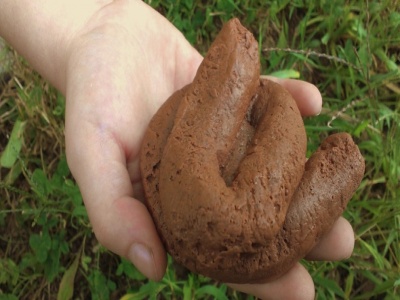 dog-poo-04-M72808.jpg