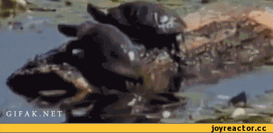 %D0%B3%D0%B8%D1%84%D0%BA%D0%B8-515868.gif
