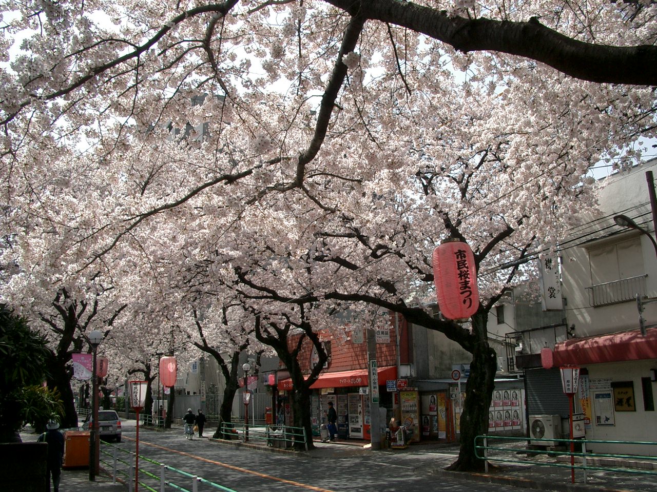Fuchu-Koen-Dori_in_Fuchu_Tokyo_Japan.jpg