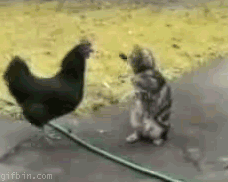 1240479616_cock_vs_pussy.gif