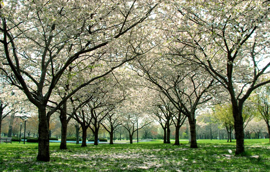 FMCP_%20in_Spring.jpg