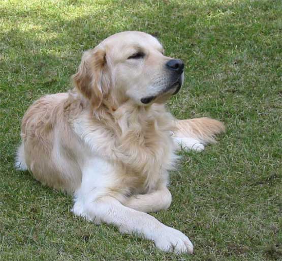 Golden-Retriever-'Timo'.jpg