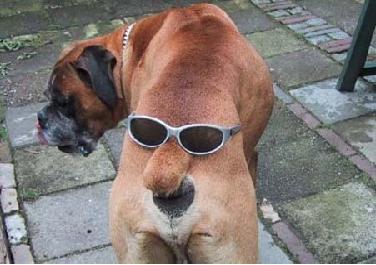 funny-pics-dogs-boxer.jpg