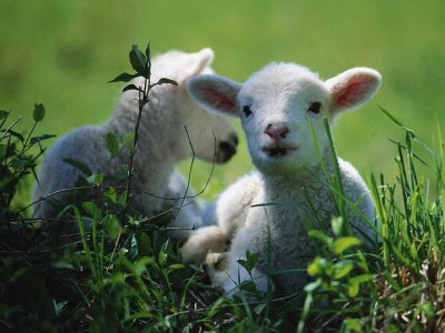 lambs.jpg