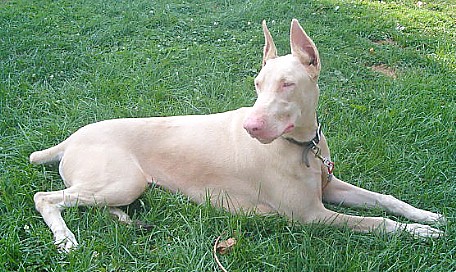 white-doberman.jpg