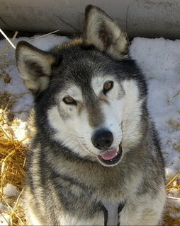 huskey.jpg