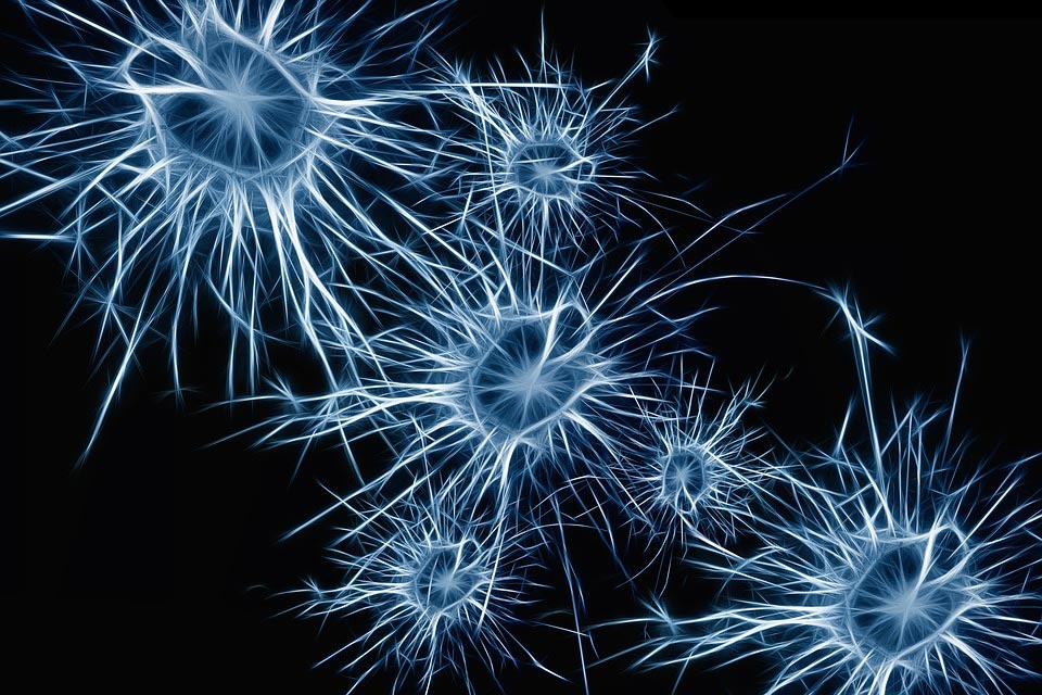 exploringthebusinessbrain.com