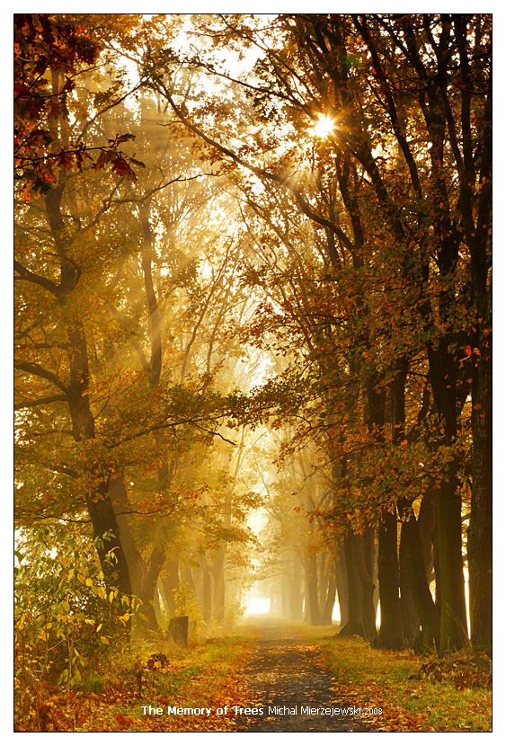 The_Memory_of_Trees_by_werol.jpg