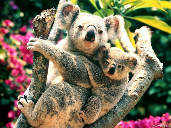 koala_by_DAMI76.jpg