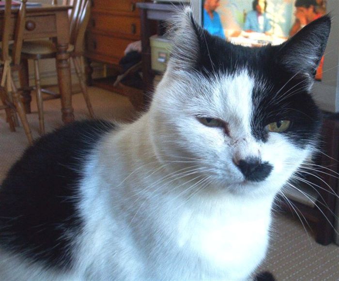 hitler_cats_02.jpg