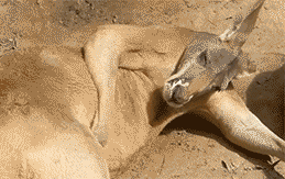 CTeu7LZ.gif