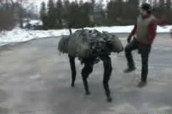 tumblr_lryfy7P7JK1qm85kyo1_r1_250.gif