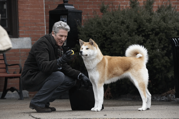 hachi.gif