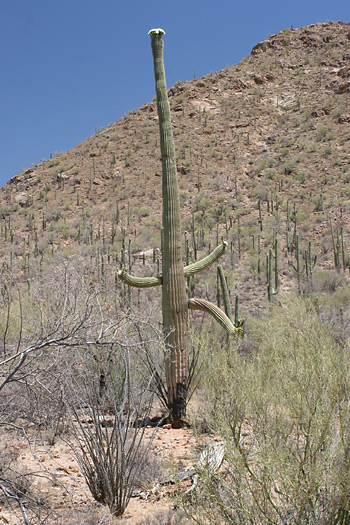 funny-saguaro-2.jpg