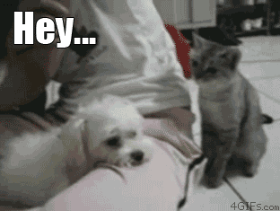 XcbEK.gif
