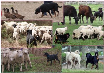 Royal_Herding_Pictures_web.jpg