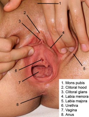 vagina-anatomy.jpg