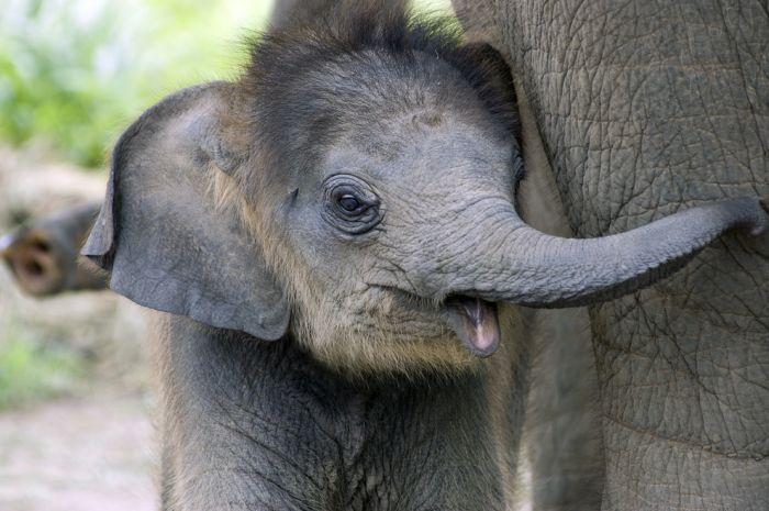 baby_animal_photographs_of_2013_34.jpg