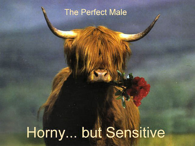 PerfectMale.jpg