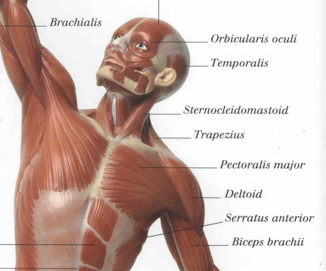 muscles.jpg
