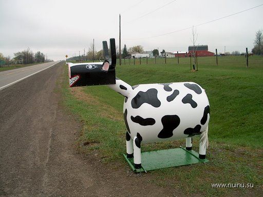 1217440705_cowbox.jpg