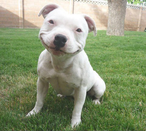 Tuesday_Smiling_dog_Img01.jpg