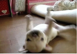 GcWkL.gif