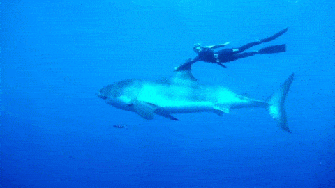 daily_gifdump_694_12.gif