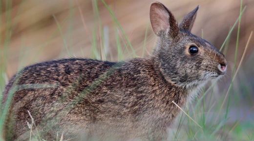 Lower_Keys_marsh_rabbit.jpg