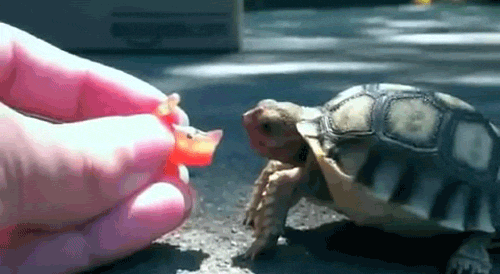 turtle-gif.gif