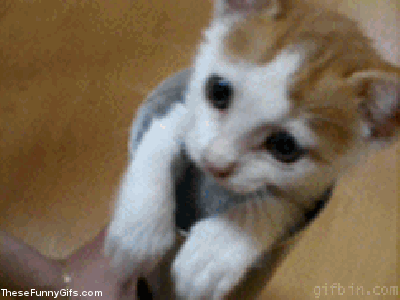 funny-gifs-cats.gif