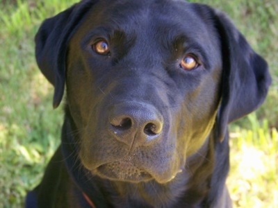 LabradorRetrieverBlackDozerRescueDog2.JPG