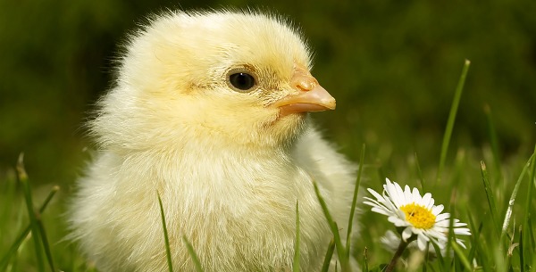 chickn.jpg