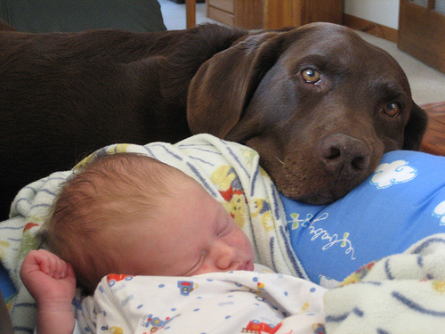 baby-and-dog3.jpg