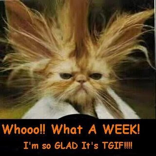 tgif-cat.jpg
