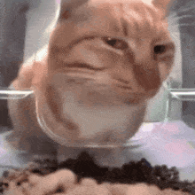 cat-cat-side-eye.gif
