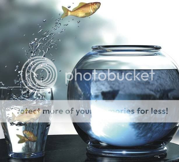 fish.jpg