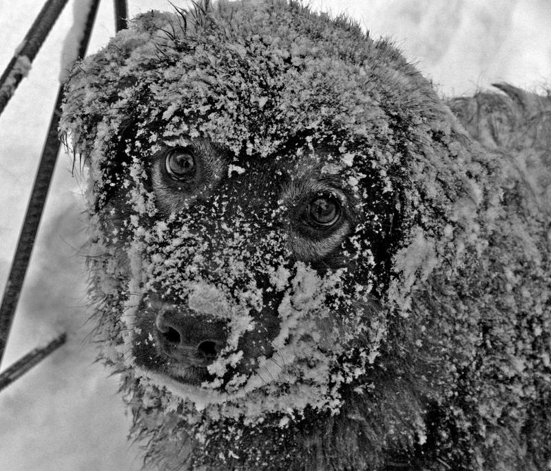 Snow_Dog_by_DemEntOZoone.jpg