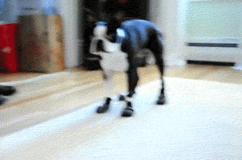 funniest-dog-gifs-boots.gif