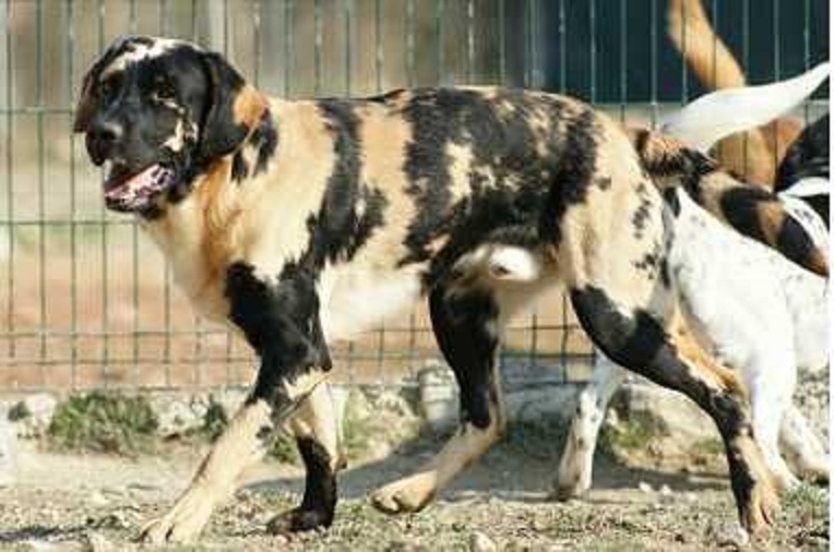 labrador-pictus-1.jpeg