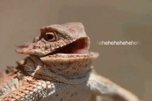 lizard-hehe.gif