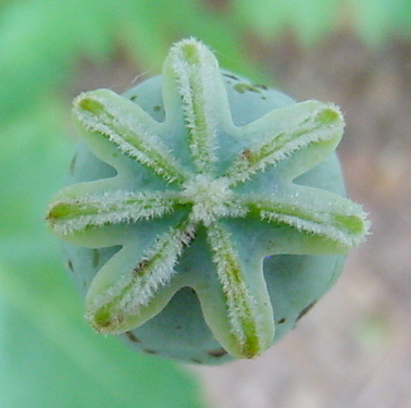 Crowning_P_Somniferum_topview.jpg
