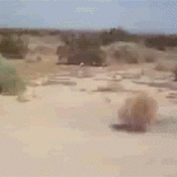 PQvF0ca.gif