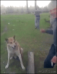 tumblr_mlh552BgAh1s33iawo1_250.gif