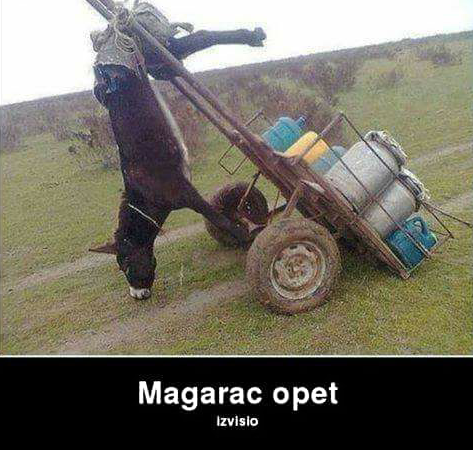 magarac.png