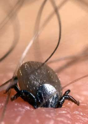 Tick+-+Burrowing.jpg
